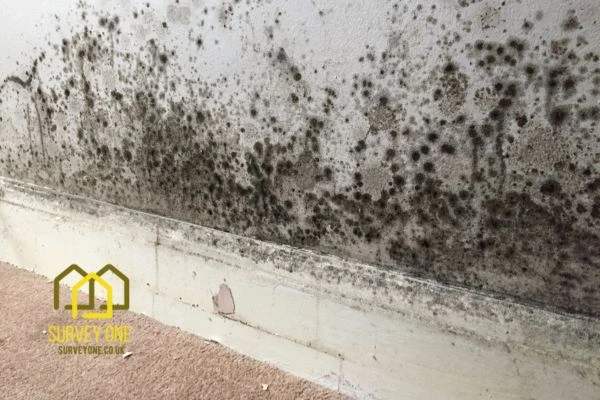 What’s the First Step to Take When You Notice Damp on a Party Wall Epsom?